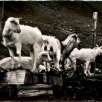 Ziegen - Goat