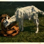 Ziegen - Goat