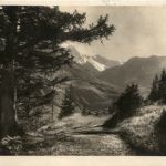 Arosa