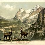 Gruss aus den Bergen - Gemsen