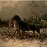 Dog Fox - Jagd