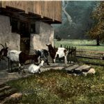 Ziegen Goat