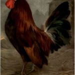 Hahn - Chicken
