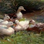 Enten