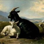 Ziegen - Goat