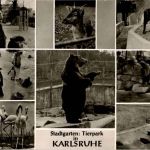 Karlsruhe - Tierpark - Bären