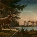 Jagdschloss Moritzburg - Hirsch
