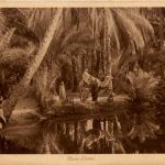 Dans l Oasis