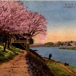 Kyoto - Cherry of Uji