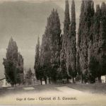 Lago di como - Cipressi di S. Giovanni