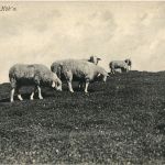 Rigi - Schafe