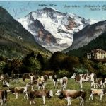 Interlaken - Kühe