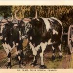 Nova Scotia - Ox team