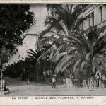 Ajaccio - Avenue des Palmiers