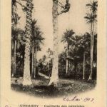Conakry - Cueillette des palmistes
