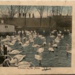 Hamburg - Schwäne auf der Alster