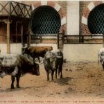 Corrida de Torros