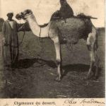 Camel - Chameaux du desert