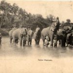 Ceylon Elephants
