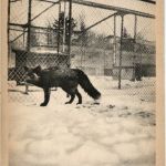 Gerardmer - Ranch de Fachepremont - Fox