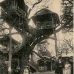 Robinson - Le Vrai arbre