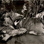 Vichy - Un Coin du Parc des Cygnes