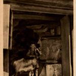 Le Mont Gerbier de Jonc - Goat - Ziege
