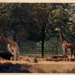 Paris - Parc Zoologique - Les Girafes