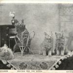 Katzen Cats