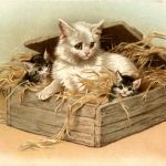 Katzen Cats