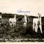 Llamas - Sierras de Cordoba