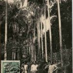 Matouba - L Allee Josephine