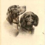 Hunde