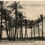 Palm trees and the three Pyramids