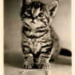 Katze Cat