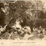 Casbah Tadla - Foret des Oliviers