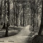 Schleswig - Waldweg