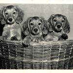 Hunde Dogs
