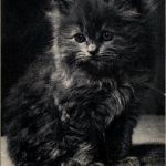 Katze