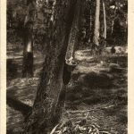 Arcachon - Foret de la Conche