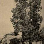 Gerardmer - Le Grand Tilleul