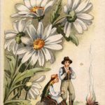 Sarja Maakuntakukka