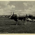 Hortobagy