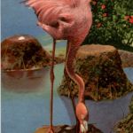 Flamingo Florida