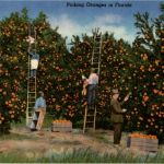 Florida - Picking Oranges