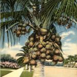 Florida - Cocoanut Palm