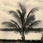 Congo - Cocotier