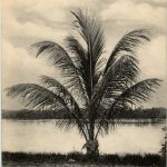 Congo - Cocotier