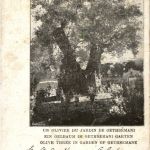 Olive Tree in garden of Gethsemane