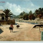 Dans l oasis